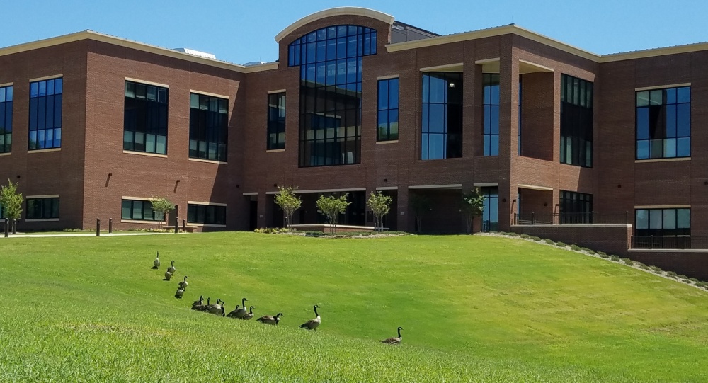 A line of Canada geese crossing the lawn in front of the brick headquarters of the U.S. Army Engineer Research and Development Center.