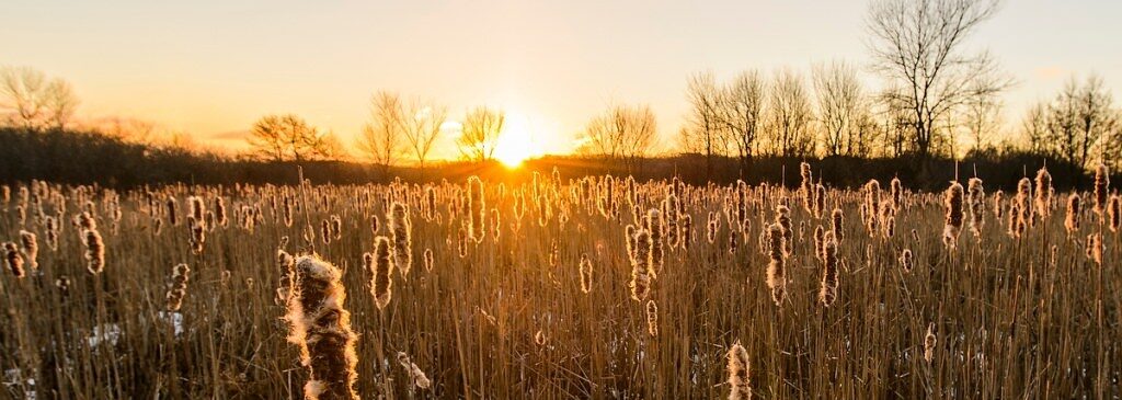 Sunrise over a field of frost-tipped cattails at the UW Arboretum, with bare trees along the horizon.