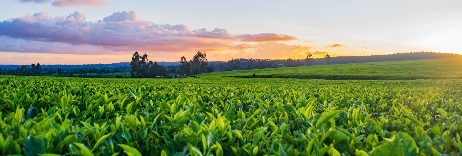 Rows of bright green crops stretching toward a tree line under a pink and orange sunset sky.