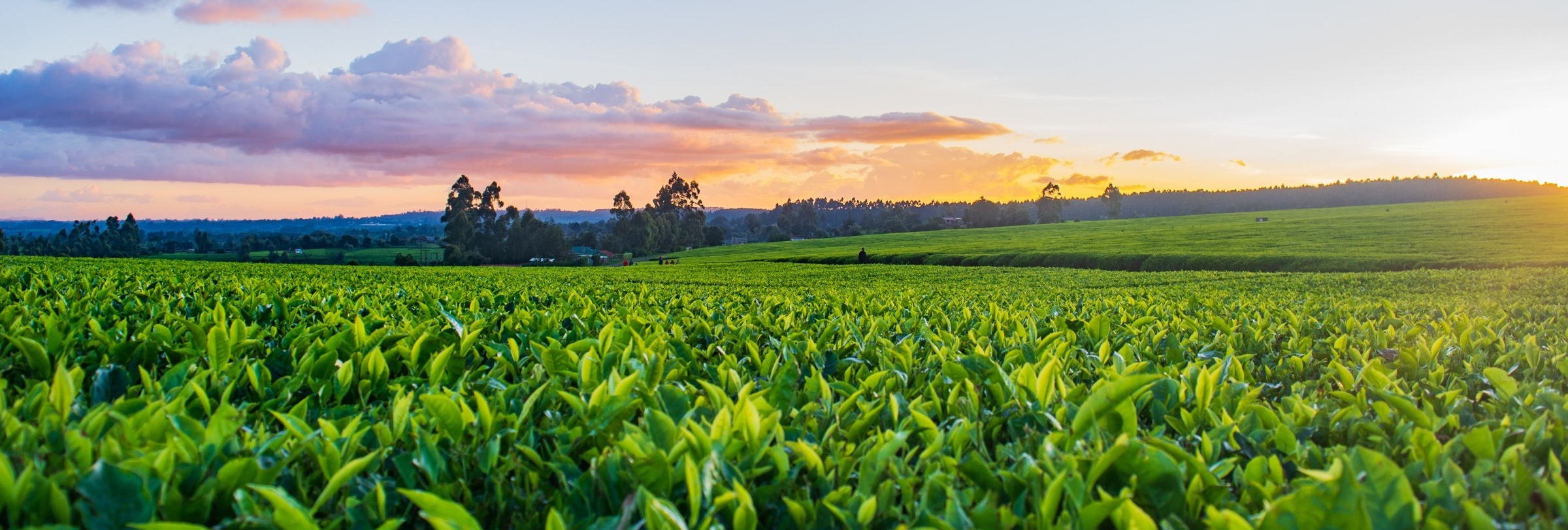Rows of bright green crops stretching toward a tree line under a pink and orange sunset sky.