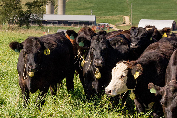A herd of cattle standing in a field.